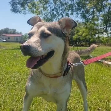 An adult medium-sized female White / Cream Husky dog named Sunny  Calm  for adoption in Houston, TX
