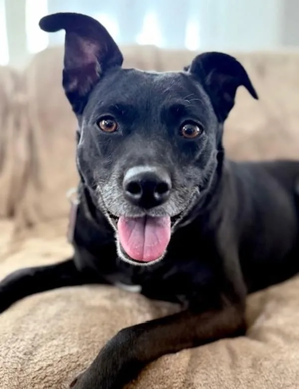 An adult medium-sized female Labrador Retriever dog named Aspen for adoption in Littleton, CO