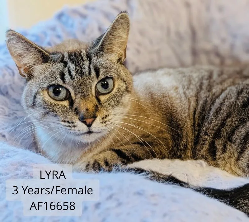 An adult medium-sized female Tabby (Brown / Chocolate) Domestic Short Hair cat named Lyra for adoption in Supply, NC