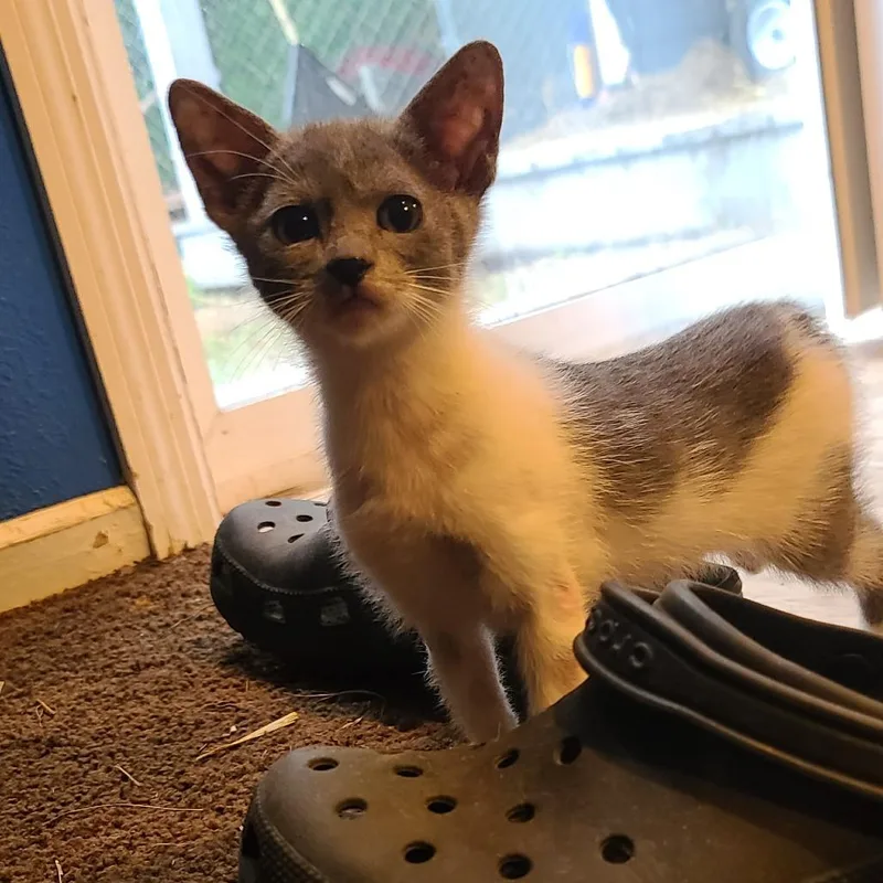 A baby small-sized female Gray / Blue / Silver Domestic Short Hair cat named Charm ~ C for adoption in Minnetonka, MN