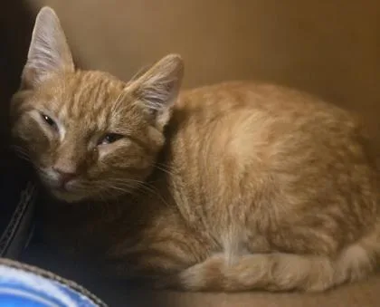 A baby small-sized male Domestic Short Hair cat named Martin for adoption in Westland, MI
