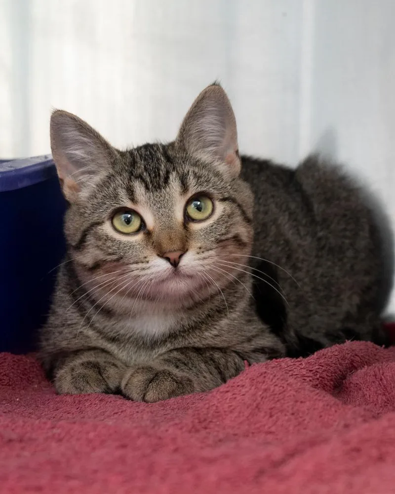 A baby small-sized male Domestic Short Hair cat named Lil Em for adoption in Boone, IA