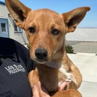A baby small-sized female Mixed Breed dog named 26-802 for adoption in Los Banos, CA