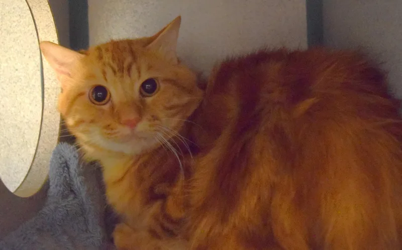 An adult small-sized male Domestic Short Hair cat named 22540 for adoption in Broken Arrow, OK