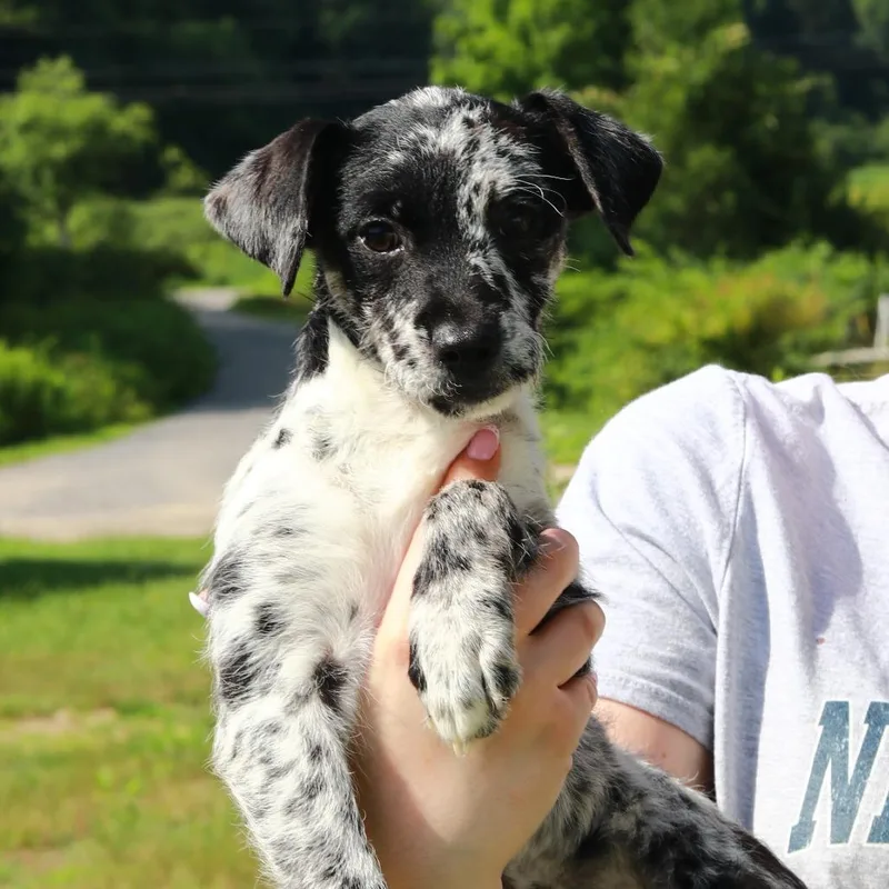 A baby medium-sized female Black Australian Shepherd dog named CT Tilly for adoption in Stormville, NY