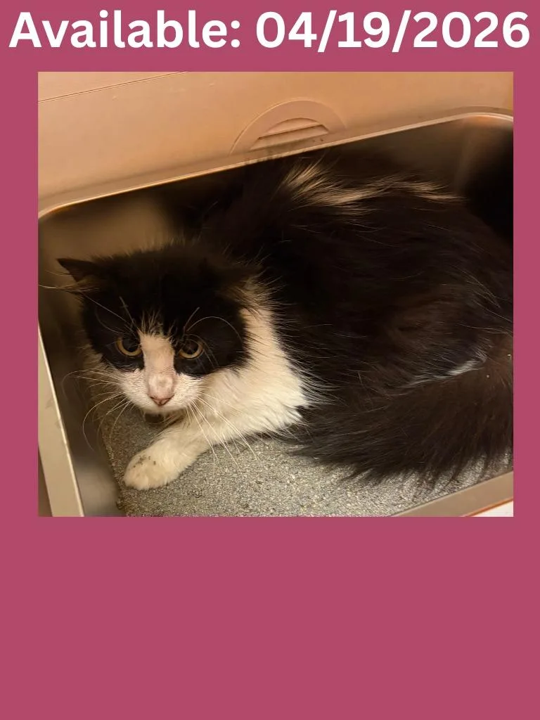 A young medium-sized female Domestic Long Hair cat named Cat Condo for adoption in Greenville, TX