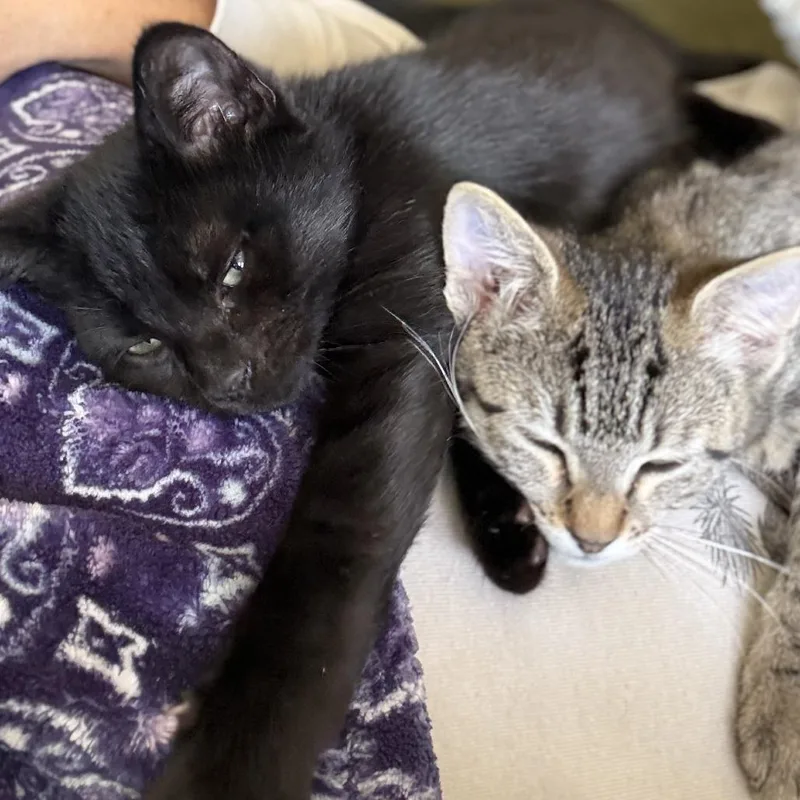 A baby small-sized male Brown / Chocolate Domestic Short Hair cat named Ziggy for adoption in Los Angeles, CA