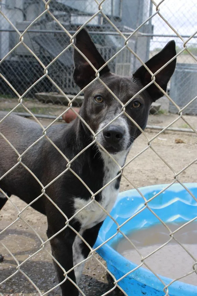 An adult medium-sized male Mixed Breed dog named Murphy for adoption in Dyersburg, TN