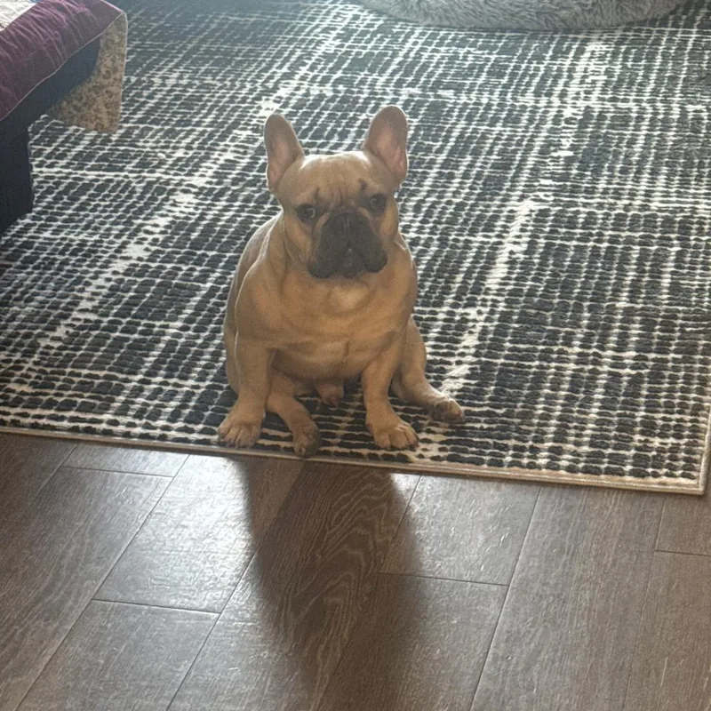 An adult small-sized male Apricot / Beige French Bulldog dog named Kingston for adoption in Englewood, FL