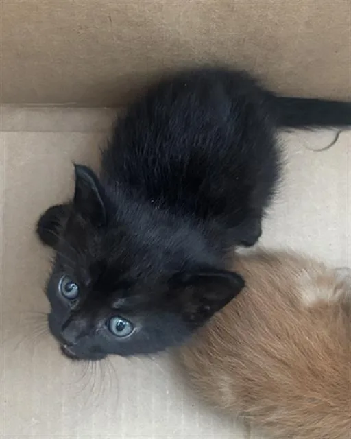 A baby medium-sized male Domestic Short Hair cat named Lucky for adoption in Dallas, TX