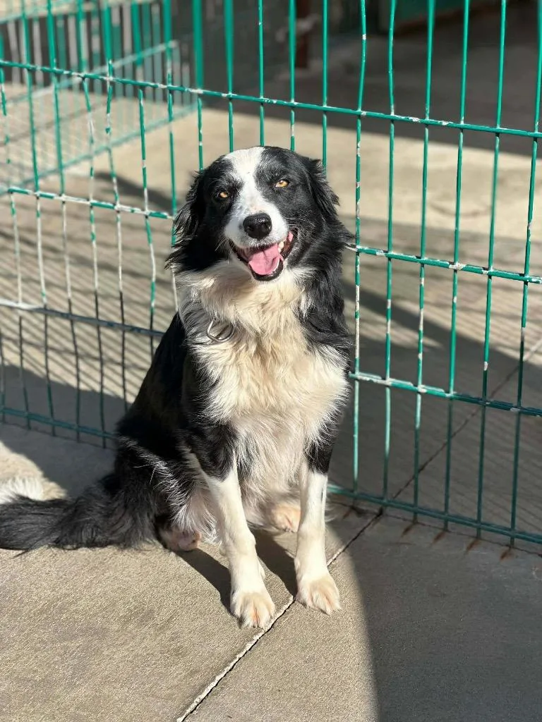 An adult medium-sized female Black Border Collie dog named Whitney for adoption in Shingle Springs, CA