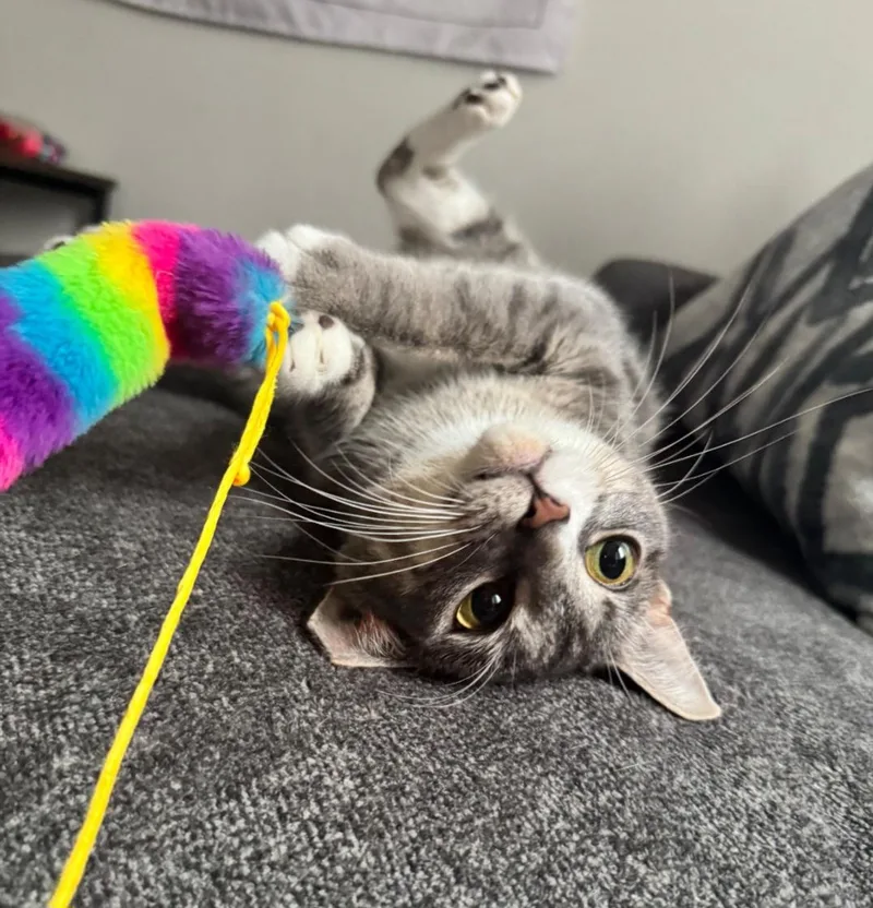 Penelope thumbnail 2