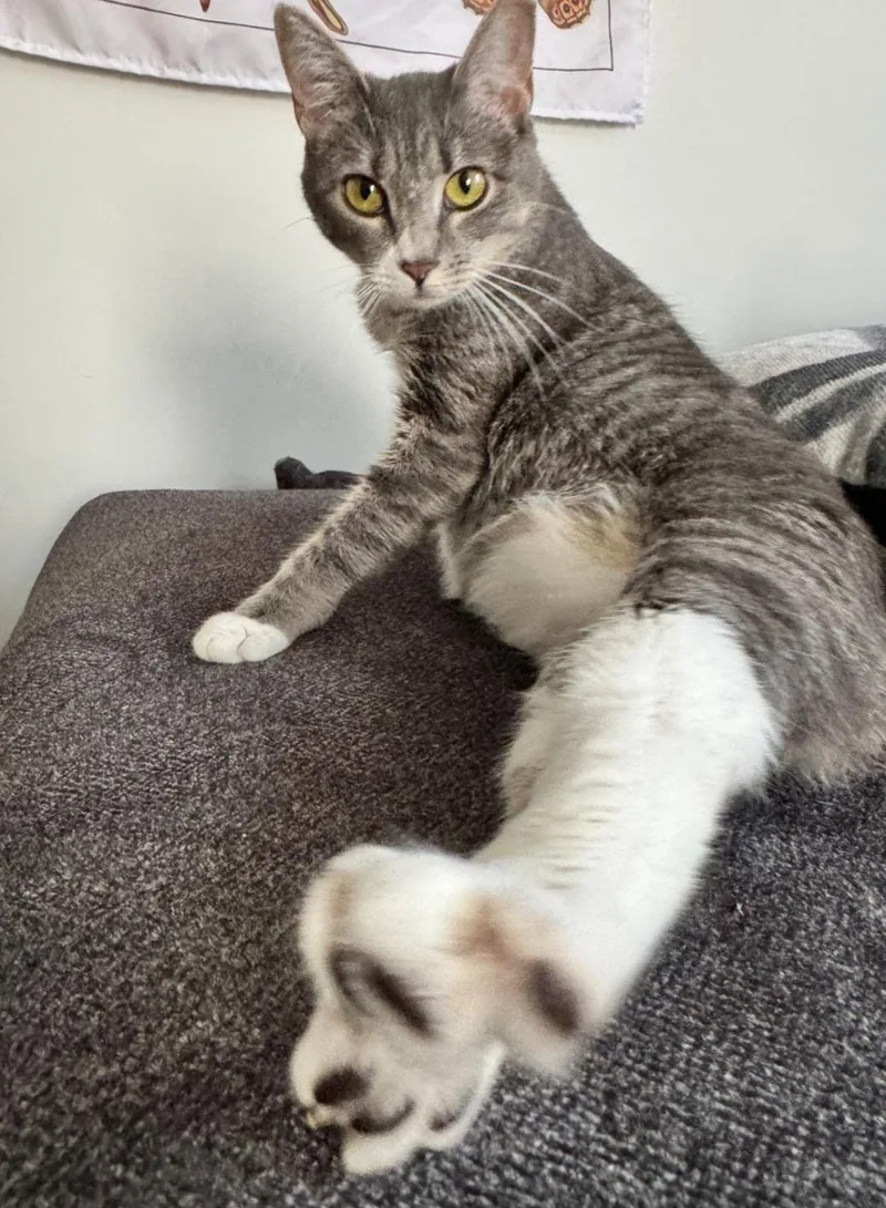 Penelope thumbnail 3