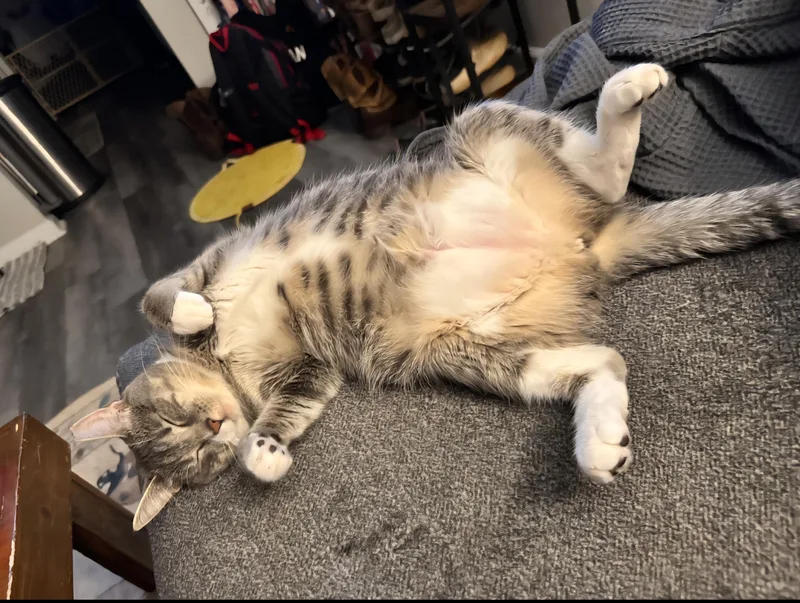 Penelope thumbnail 4