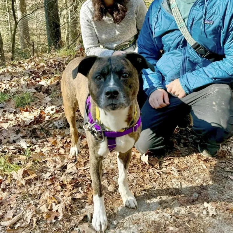 A senior large-sized male Brindle Mixed Breed dog named Turbo for adoption in Asheville, NC