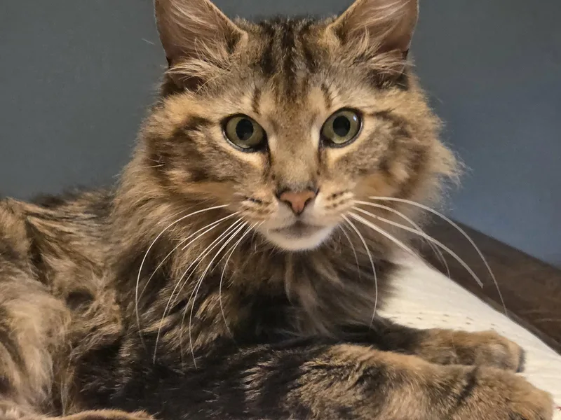 An adult medium-sized female Domestic Short Hair cat named Dove for adoption in Rochester, NY