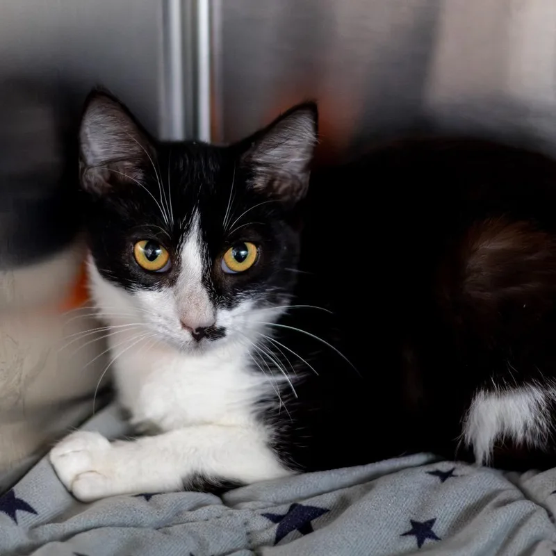 A baby small-sized female Black Domestic Short Hair cat named Jasmine for adoption in Newark, DE
