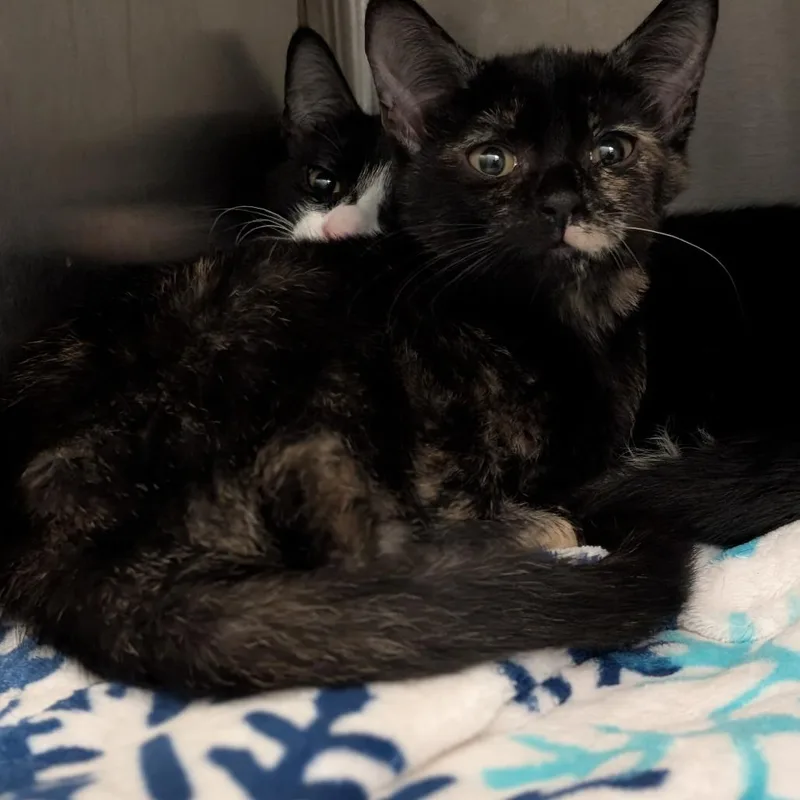 A baby small-sized female Domestic Short Hair cat named Ferry for adoption in Pittsburgh, PA