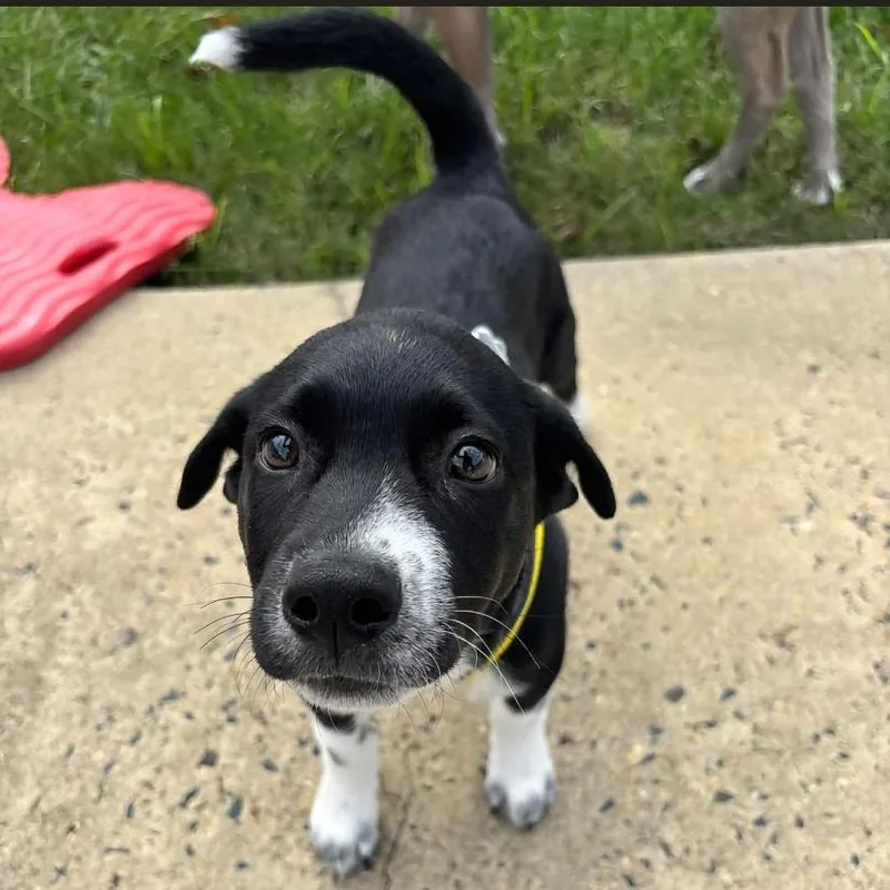 A baby medium-sized male Labrador Retriever dog named Tiny Timmy for adoption in Philadelphia, PA