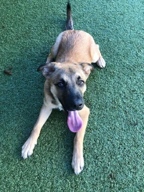 A young medium-sized male Yellow / Tan / Blond / Fawn Shepherd dog named Gomez for adoption in Fayetteville, AR