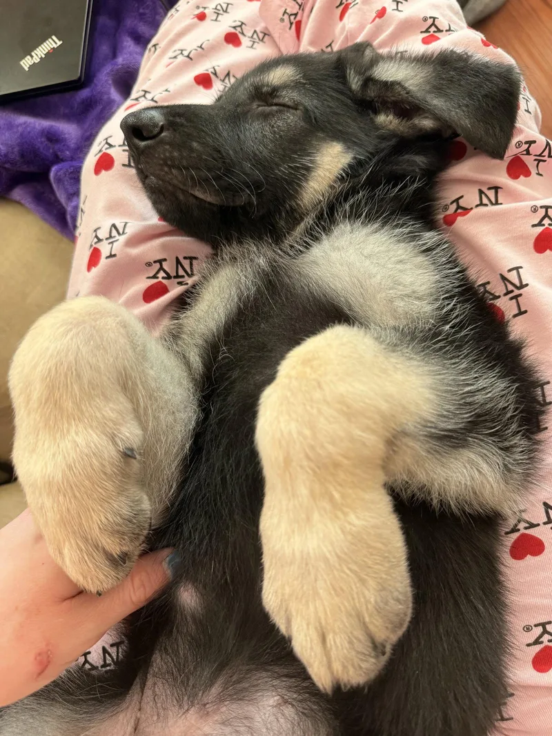 A baby medium-sized male German Shepherd Dog dog named Lincoln for adoption in Centreville, VA