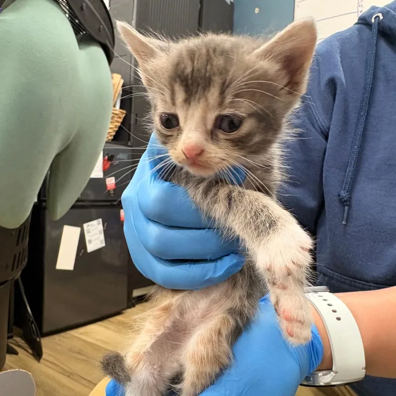 A baby small-sized male Gray / Blue / Silver Domestic Short Hair cat named Doreen for adoption in Newark, NJ
