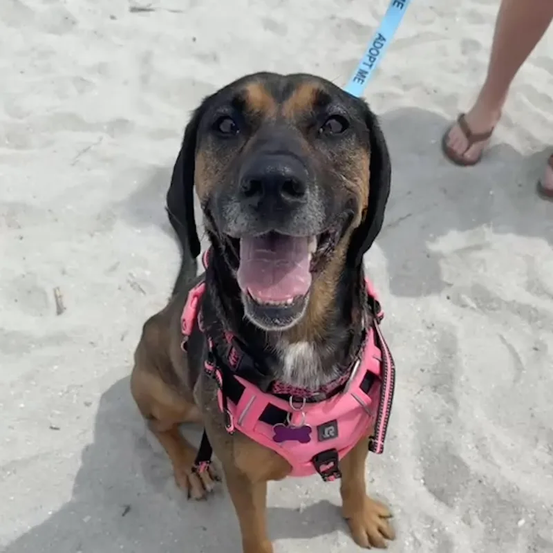 An adult large-sized female Tricolor (Brown, Black, & White) Mixed Breed dog named Pinky for adoption in Columbia, SC