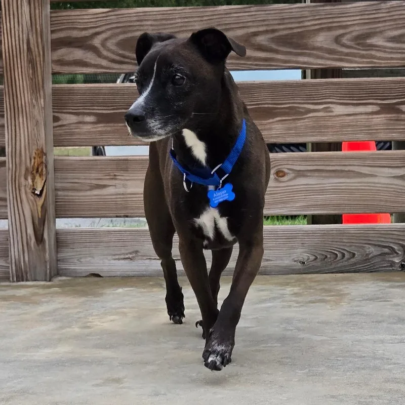 A senior small-sized male Terrier dog named Zambo for adoption in Freeport, FL