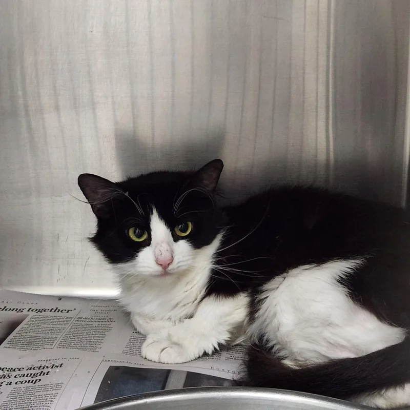 A senior medium-sized female Black Domestic Short Hair cat named Molly for adoption in Brockton, MA