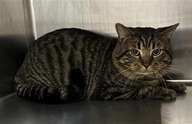 An adult large-sized male Domestic Short Hair cat named Zurg for adoption in Upper Marlboro, MD