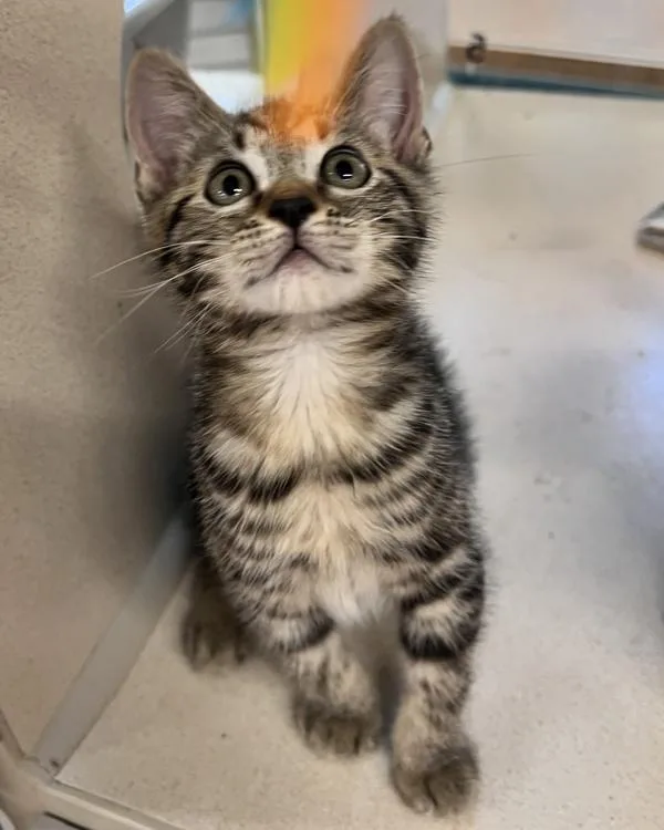 A baby small-sized female Domestic Short Hair cat named Magenta for adoption in Novato, CA