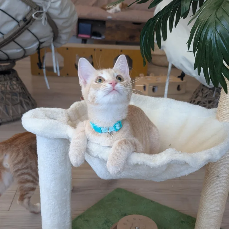 A baby medium-sized male Orange / Red Domestic Short Hair cat named Champ & Calvin for adoption in Los Altos Hills, CA