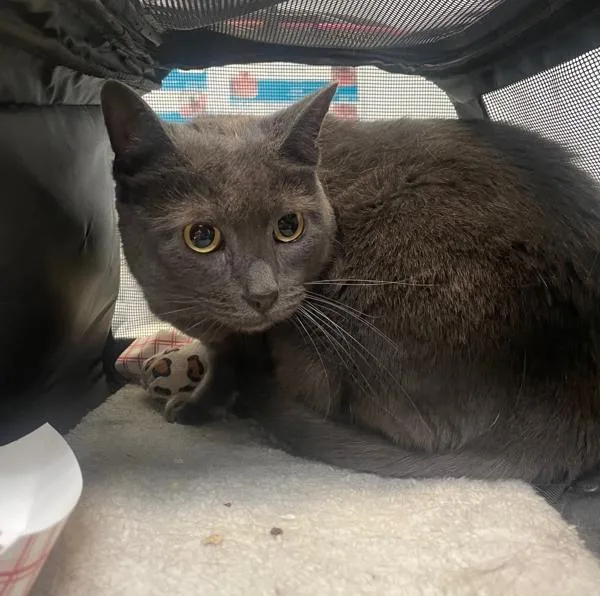 An adult medium-sized female Domestic Short Hair cat named Diamond for adoption in San Diego, CA