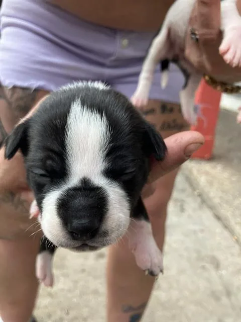 A baby medium-sized female Mixed Breed dog named Rose for adoption in Dallas, TX