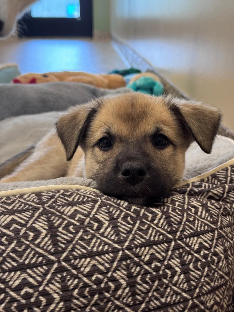 Kuma thumbnail 2