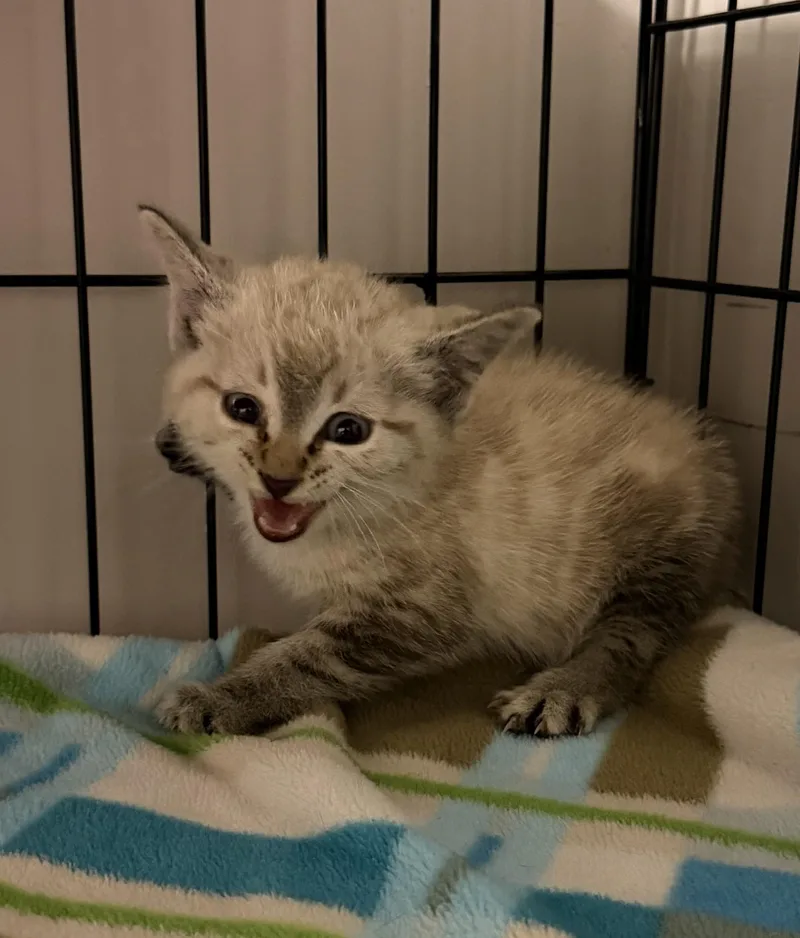 A baby medium-sized female White Siamese cat named Salsa for adoption in Grove, OK