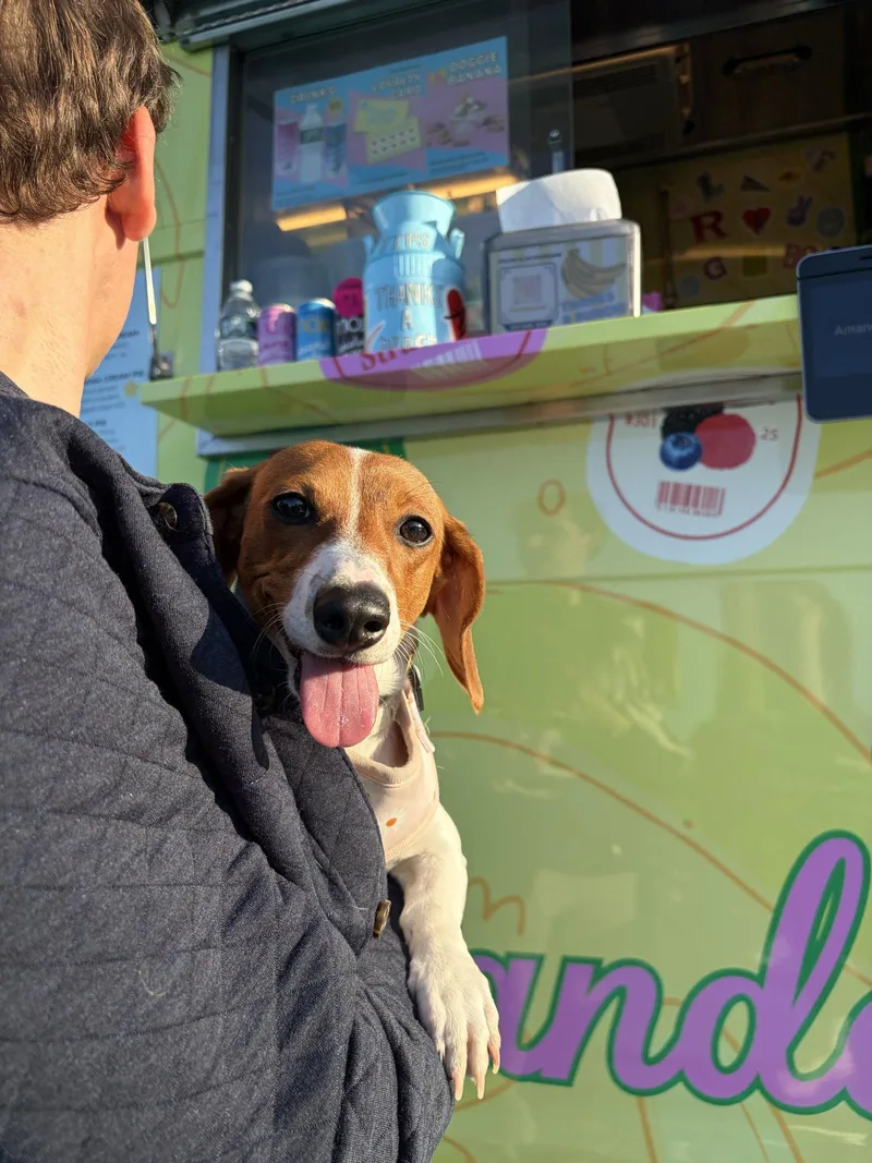 A young small-sized female Dachshund dog named Apple for adoption in West Columbia, SC