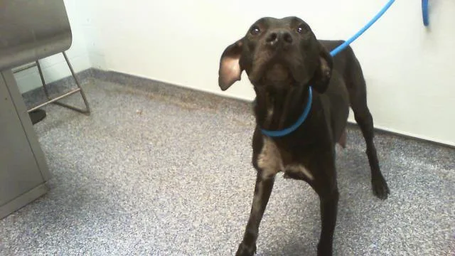 An adult medium-sized female Labrador Retriever dog named A for adoption in Charlotte, NC