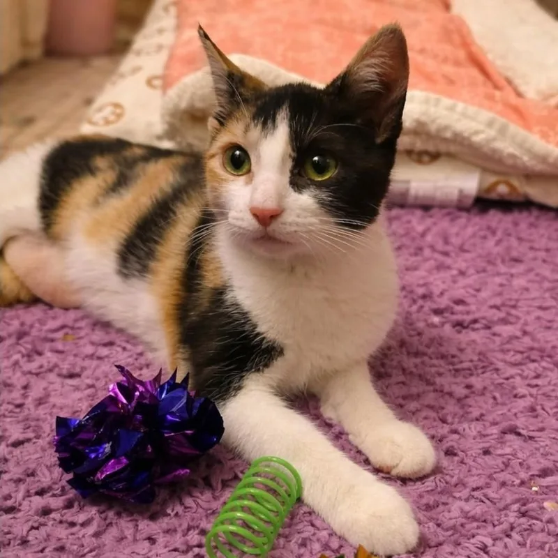 A baby medium-sized female Calico Domestic Short Hair cat named Peaches for adoption in Sewell, NJ