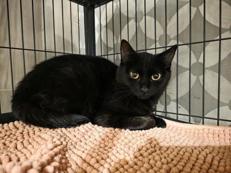 A young large-sized female Black Domestic Short Hair cat named Raven Cupcake for adoption in Trenton, NJ