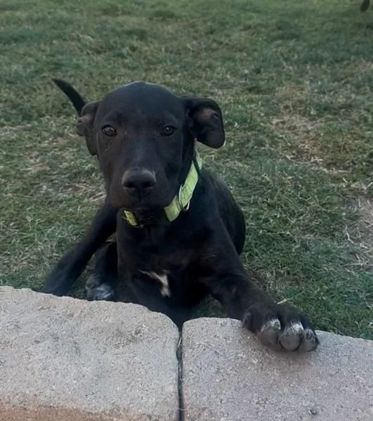 A baby large-sized male Shepherd dog named Yoshi for adoption in Lemoore, CA