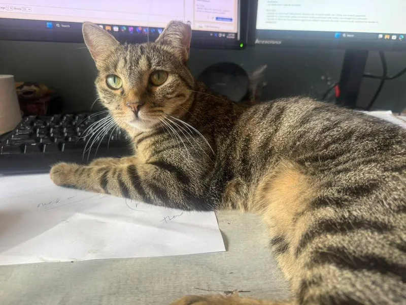 An adult medium-sized female Gray / Blue / Silver Domestic Short Hair cat named Jody "niko" Davis for adoption in Chandler, AZ