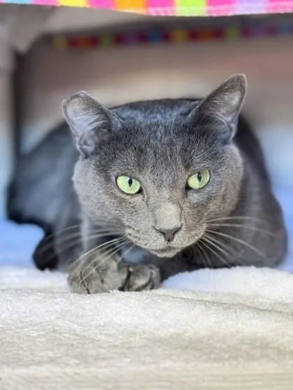 An adult small-sized female Domestic Short Hair cat named Coconut Cake for adoption in Roseville, CA
