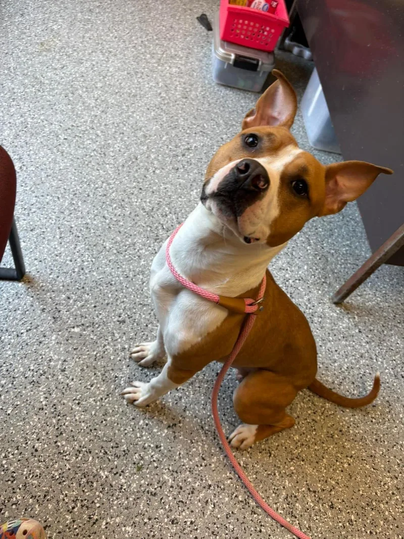 A young medium-sized male American Staffordshire Terrier dog named Gambit for adoption in Front Royal, VA