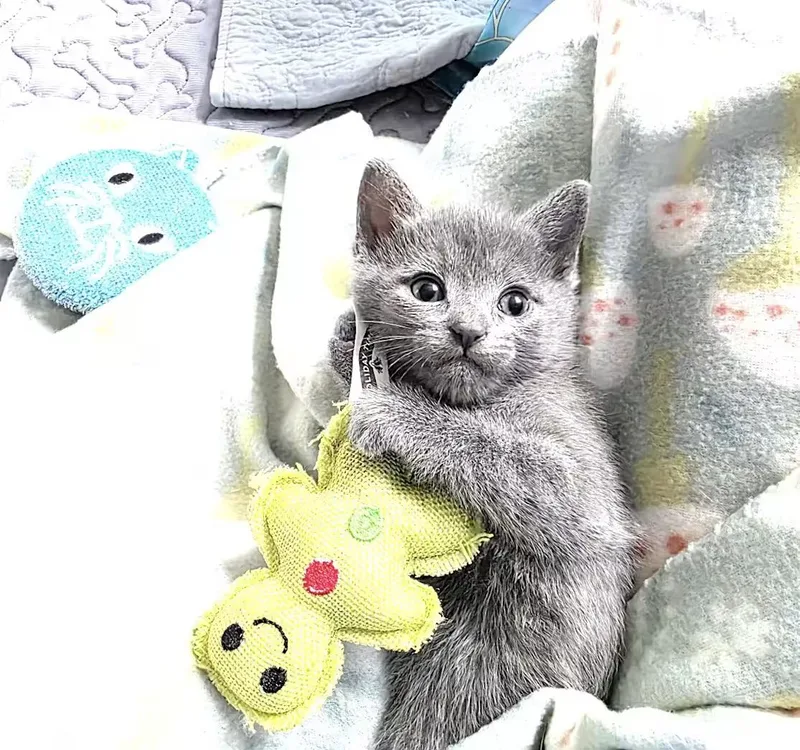 A baby medium-sized male Gray / Blue / Silver Domestic Short Hair cat named Jefferson for adoption in Greensboro, NC