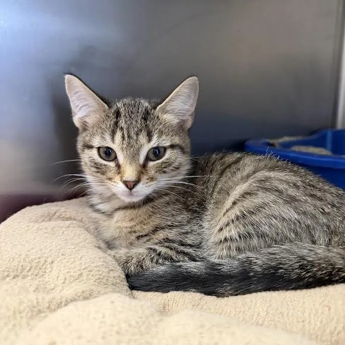 A baby small-sized female Gray / Blue / Silver Domestic Short Hair cat named Wawa for adoption in Camden, DE