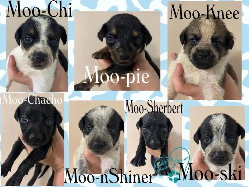 A baby medium-sized male Tricolor (Brown, Black, & White) Mixed Breed dog named Moo Ski for adoption in Brookshire, TX