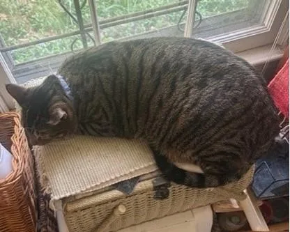 An adult large-sized male Domestic Short Hair cat named Lucky Cat for adoption in Fairfax, VA