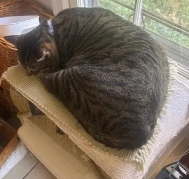 Lucky Cat thumbnail 2