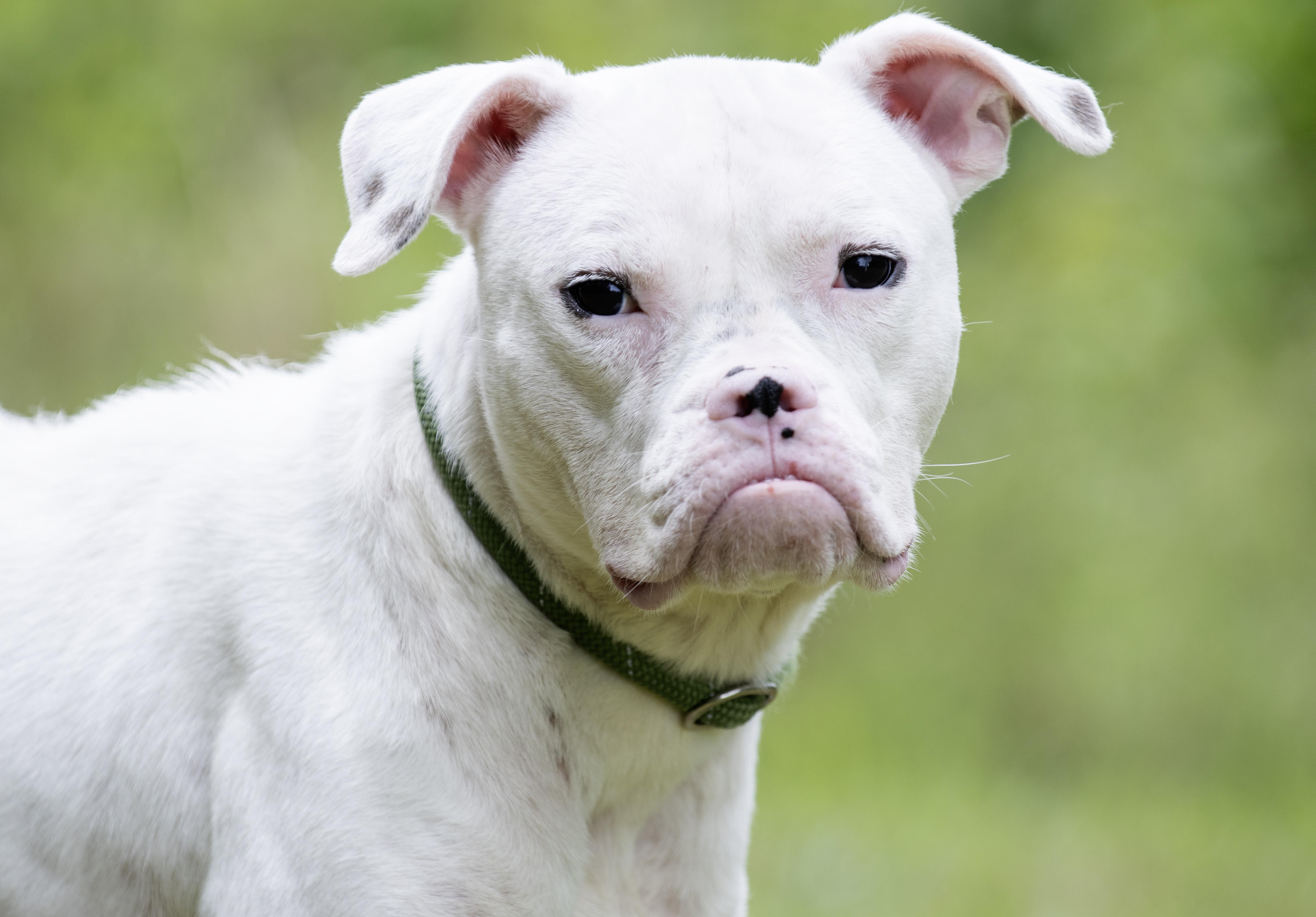 A young medium-sized female White / Cream Boxer dog named Rana for adoption in Monroe, GA